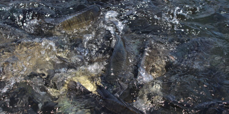 Bolsonaro sueña con usar los lagos de las represas para transformar granos en 3,9 millones de toneladas anuales de tilapia