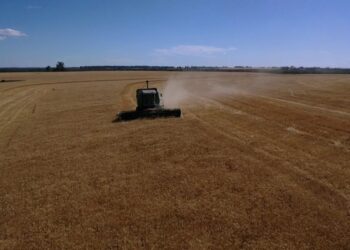 Buena noticia: Argentina tiene mucho más trigo del proyectado a pesar de los golpes climáticos