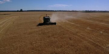 Buena noticia: Argentina tiene mucho más trigo del proyectado a pesar de los golpes climáticos