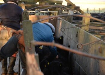 Consulta pública: El Senasa quiere que el programa de control de brucelosis sea más flexible para rodeos de cría y ciclo completo