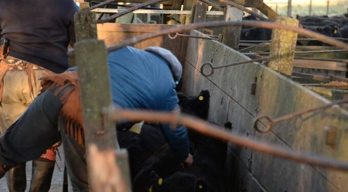 Consulta pública: El Senasa quiere que el programa de control de brucelosis sea más flexible para rodeos de cría y ciclo completo