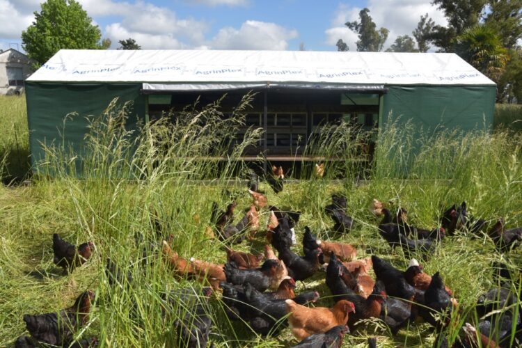 Cuatro emprendedores llevan adelante en Lobos un proyecto “con sentido”: Crían gallinas “consentidas”
