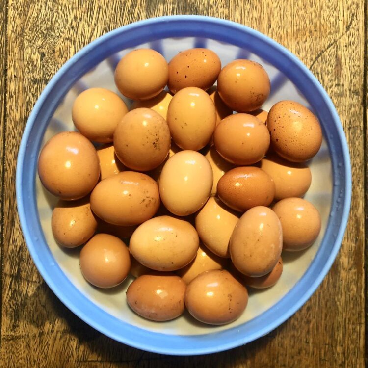 Cuatro emprendedores llevan adelante en Lobos un proyecto “con sentido”: Crían gallinas “consentidas”