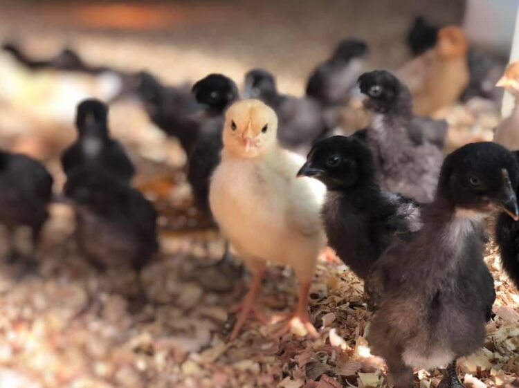 Cuatro emprendedores llevan adelante en Lobos un proyecto “con sentido”: Crían gallinas “consentidas”