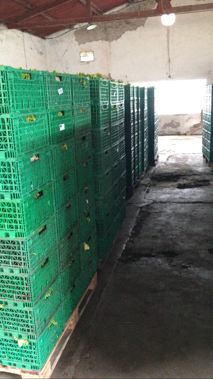 La comida no se tira: Tres bancos de alimentos se unieron para rescatar el descarte de la producción frutihortícola de Mar del Plata