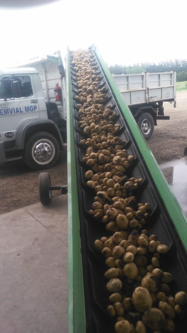 La comida no se tira: Tres bancos de alimentos se unieron para rescatar el descarte de la producción frutihortícola de Mar del Plata