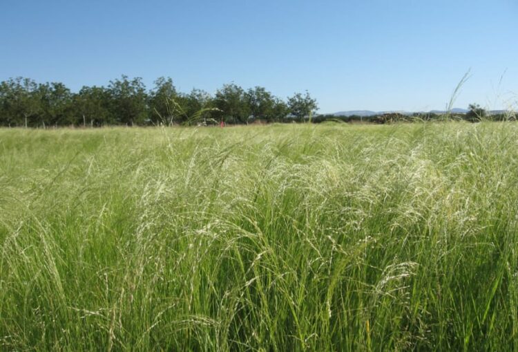 Sabores y saberes: Lorena y Viviana desarrollaron un crocante de teff, un cereal oriundo de Etiopía al que llaman “la nueva quinoa”