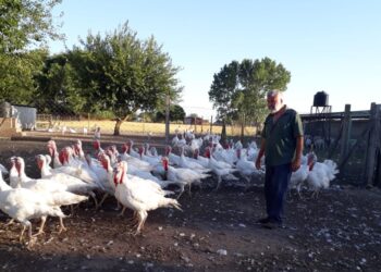 Una Navidad con pechugas importadas: La producción argentina de pavos lucha por sobrevivir ante la competencia feroz de Brasil