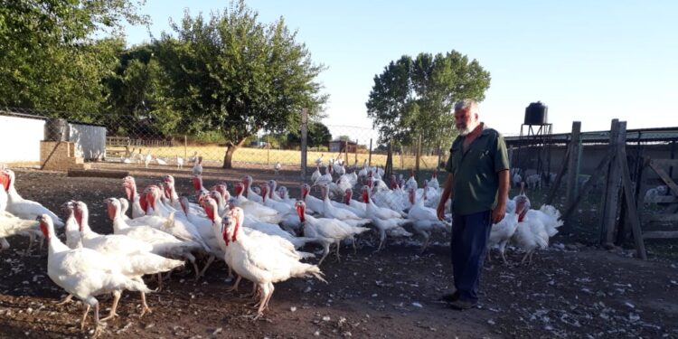 Una Navidad con pechugas importadas: La producción argentina de pavos lucha por sobrevivir ante la competencia feroz de Brasil