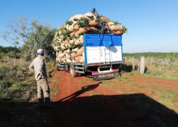 Por la seca el valor pagado por la hoja verde de yerba mate es 45% superior al mínimo oficial: “Hace muchos años que luchamos por un precio justo”, dice Liliana Renko