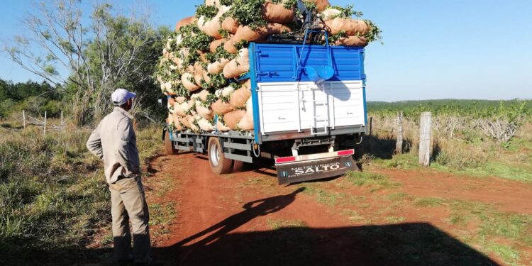 Por la seca el valor pagado por la hoja verde de yerba mate es 45% superior al mínimo oficial: “Hace muchos años que luchamos por un precio justo”, dice Liliana Renko