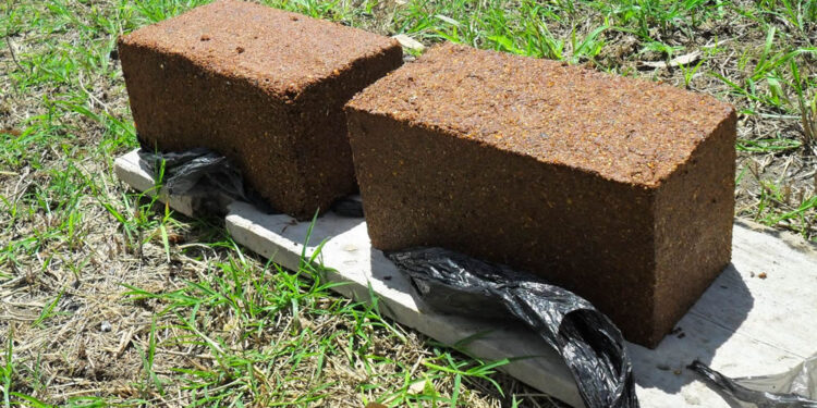 Vacas alimentadas como los astronautas: Los caramelos “multinutricionales” pueden servir en una época de sequía y de forrajes de baja calidad