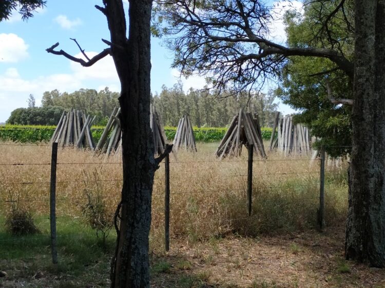 Una aventura productiva: El enólogo Ezequiel Ortego pasó de producir malbec en Mendoza a elaborar “vinos de mar” cerca de Chapadmalal