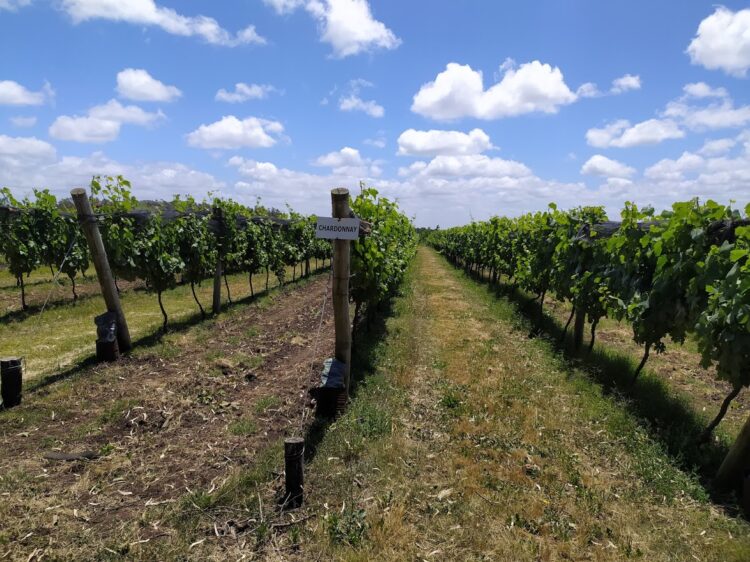 Una aventura productiva: El enólogo Ezequiel Ortego pasó de producir malbec en Mendoza a elaborar “vinos de mar” cerca de Chapadmalal