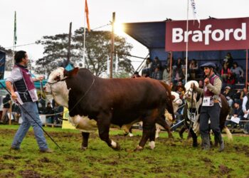 ¿Cuál fue la categoría ganadera que más subió en 2020? Frío, frío… Fueron los toros y vacas de pedigrí