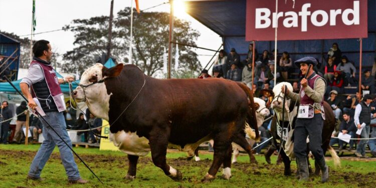 ¿Cuál fue la categoría ganadera que más subió en 2020? Frío, frío… Fueron los toros y vacas de pedigrí