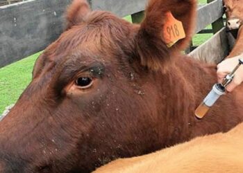 ¿Cambios en el programa de Brucelosis? Claves para entender qué propone Senasa y qué piensan los productores