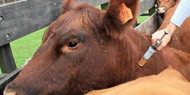 ¿Cambios en el programa de Brucelosis? Claves para entender qué propone Senasa y qué piensan los productores