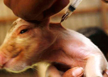 En tiempos de vacunas, los alemanes desarrollan una jeringa sin aguja para los cerdos. Y viene con Bluetooh