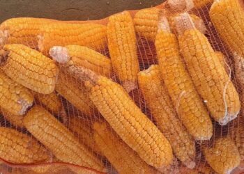 Pensando en las huertas familiares, el INTA desarrolló dos variedades de choclo dulce con polinización abierta