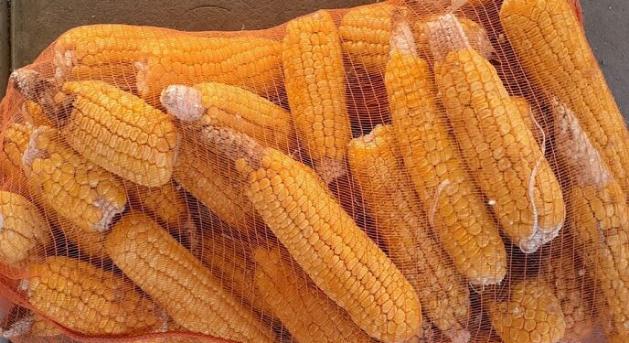 Pensando en las huertas familiares, el INTA desarrolló dos variedades de choclo dulce con polinización abierta