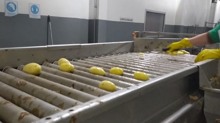 La mejor carrera del “Bocha” Ciantini: Agregarle valor a la papa compitiendo contra grandes multis y un Estado que no ayuda