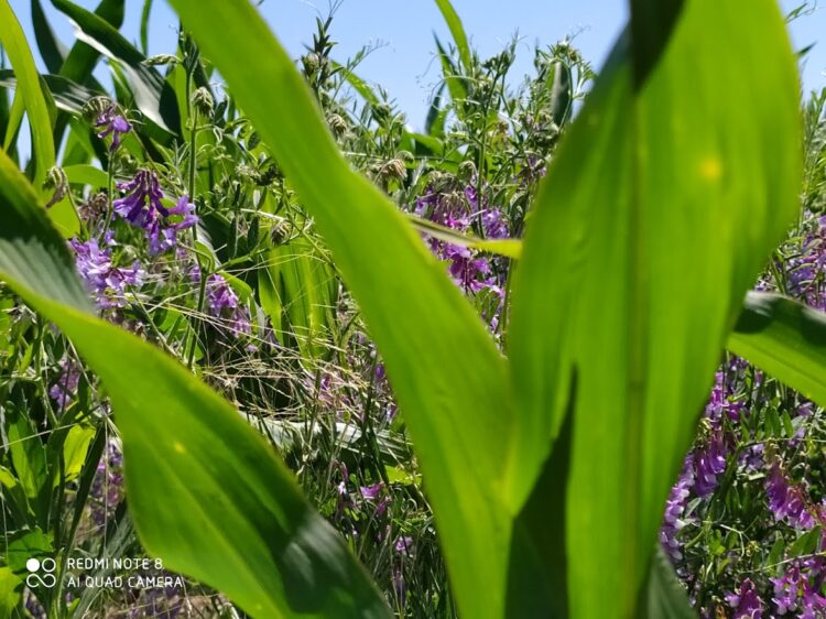 Marcelo Arriola está a la búsqueda de una agricultura reparadora: “Debemos cambiar el sistema de producción antes de que la Naturaleza nos lo haga cambiar”