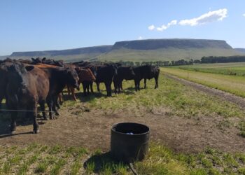 En Balcarce engordan bovinos con un sistema Voisin que no es Voisin: Rotación intensiva, pero con pasturas implantadas y fertilizantes