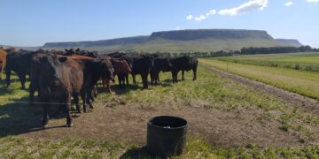 En Balcarce engordan bovinos con un sistema Voisin que no es Voisin: Rotación intensiva, pero con pasturas implantadas y fertilizantes
