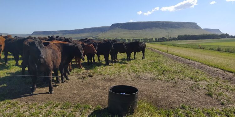 En Balcarce engordan bovinos con un sistema Voisin que no es Voisin: Rotación intensiva, pero con pasturas implantadas y fertilizantes