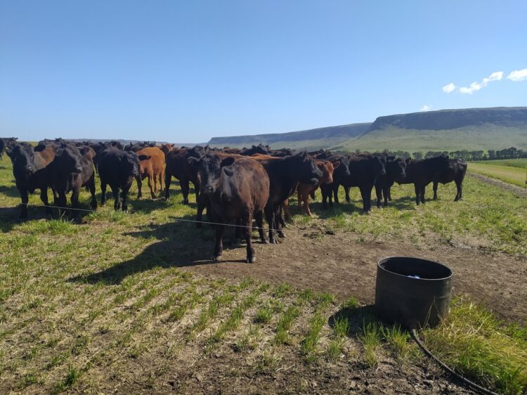 En Balcarce engordan bovinos con un sistema Voisin que no es Voisin: Rotación intensiva, pero con pasturas implantadas y fertilizantes