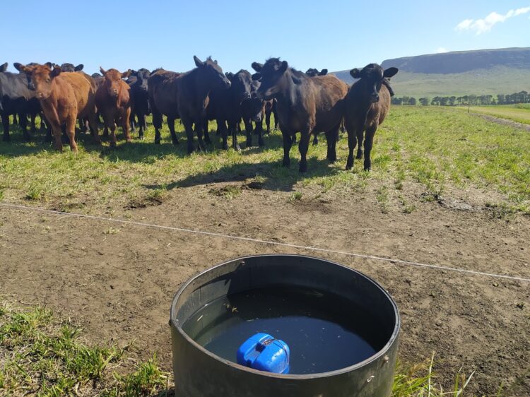En Balcarce engordan bovinos con un sistema Voisin que no es Voisin: Rotación intensiva, pero con pasturas implantadas y fertilizantes