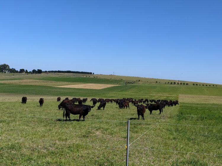 En Balcarce engordan bovinos con un sistema Voisin que no es Voisin: Rotación intensiva, pero con pasturas implantadas y fertilizantes