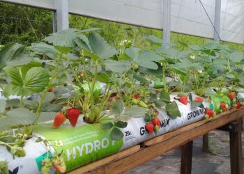 Sobre agua o sustratos, la producción sin suelo crece fuerte y “ya hay producciones de este tipo en todas las provincias”, destacó el INTA