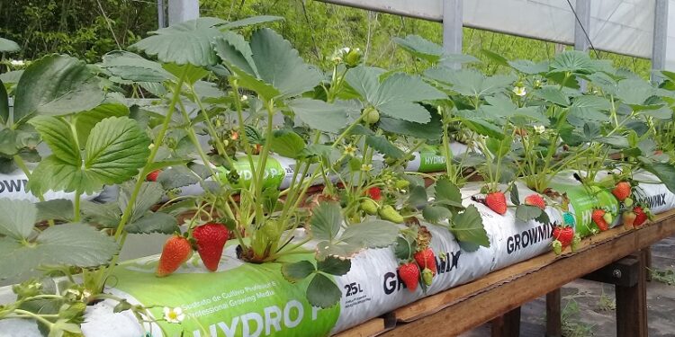 Sobre agua o sustratos, la producción sin suelo crece fuerte y “ya hay producciones de este tipo en todas las provincias”, destacó el INTA