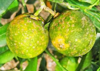 La lucha contra el HLB: Dudas de los productores entrerrianos con la definición oficial de nuevas zonas para frenar la enfermedad de los cítricos