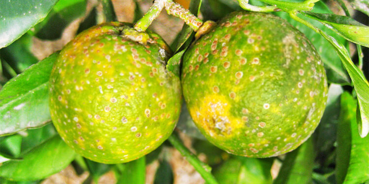 La lucha contra el HLB: Dudas de los productores entrerrianos con la definición oficial de nuevas zonas para frenar la enfermedad de los cítricos