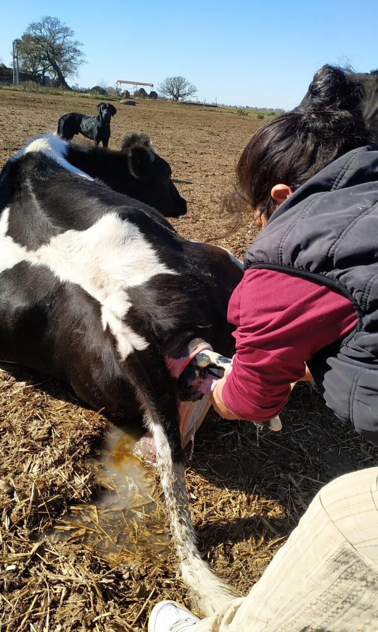 Ejemplo de superación, Lidia Sánchez trabaja en el tambo mientras estudia una tecnicatura: “Campo, vacas, terneros y mis hijos. Este es mi mundo”