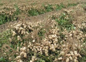 El director del INTA Gral. Villegas quiere un marco normativo que asegure la producción sostenible de maní en Buenos Aires