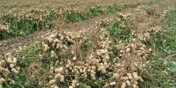 El director del INTA Gral. Villegas quiere un marco normativo que asegure la producción sostenible de maní en Buenos Aires