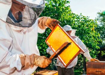 AgroEmpresas: Newsan busca crecer en el negocio de la miel e Inversora Juramento, en su año más triste, tuvo ganancias récord