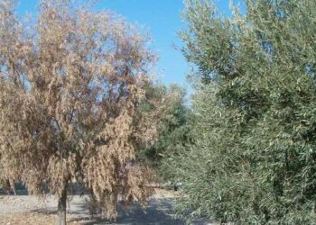 Se identifican genes para pensar en una cura de la verticilosis, una enfermedad que va marchitando los olivos de modo silencioso