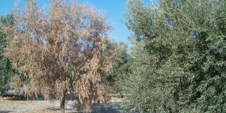 Se identifican genes para pensar en una cura de la verticilosis, una enfermedad que va marchitando los olivos de modo silencioso