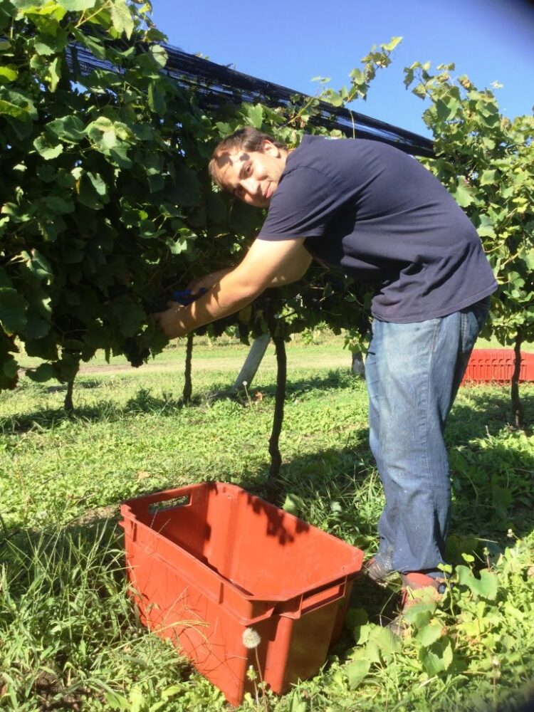 Una aventura productiva: El enólogo Ezequiel Ortego pasó de producir malbec en Mendoza a elaborar “vinos de mar” cerca de Chapadmalal