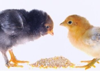 Las dos caras del maíz: Para aliviar a quienes producen carnes, el gobierno cerró las exportaciones del grano y perjudica a productores