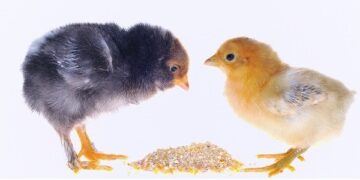 Las dos caras del maíz: Para aliviar a quienes producen carnes, el gobierno cerró las exportaciones del grano y perjudica a productores