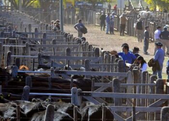 En 2021 deberán obtener una habilitación del Senasa todos los predios donde se concentre ganado, como la Exposición de Palermo o el nuevo mercado de Cañuelas