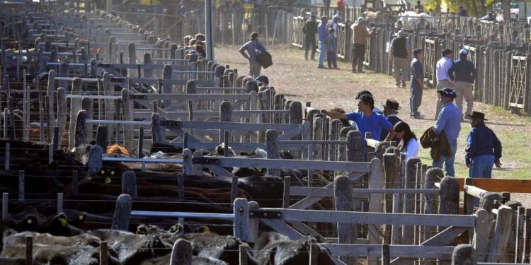 En 2021 deberán obtener una habilitación del Senasa todos los predios donde se concentre ganado, como la Exposición de Palermo o el nuevo mercado de Cañuelas