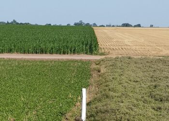 La historia detrás de la foto: En Monte Buey, Gustavo Romagnoli plantea una intensa rotación, mete cultivos de servicio y sueña con incorporar la ganadería