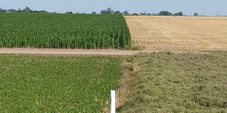 La historia detrás de la foto: En Monte Buey, Gustavo Romagnoli plantea una intensa rotación, mete cultivos de servicio y sueña con incorporar la ganadería